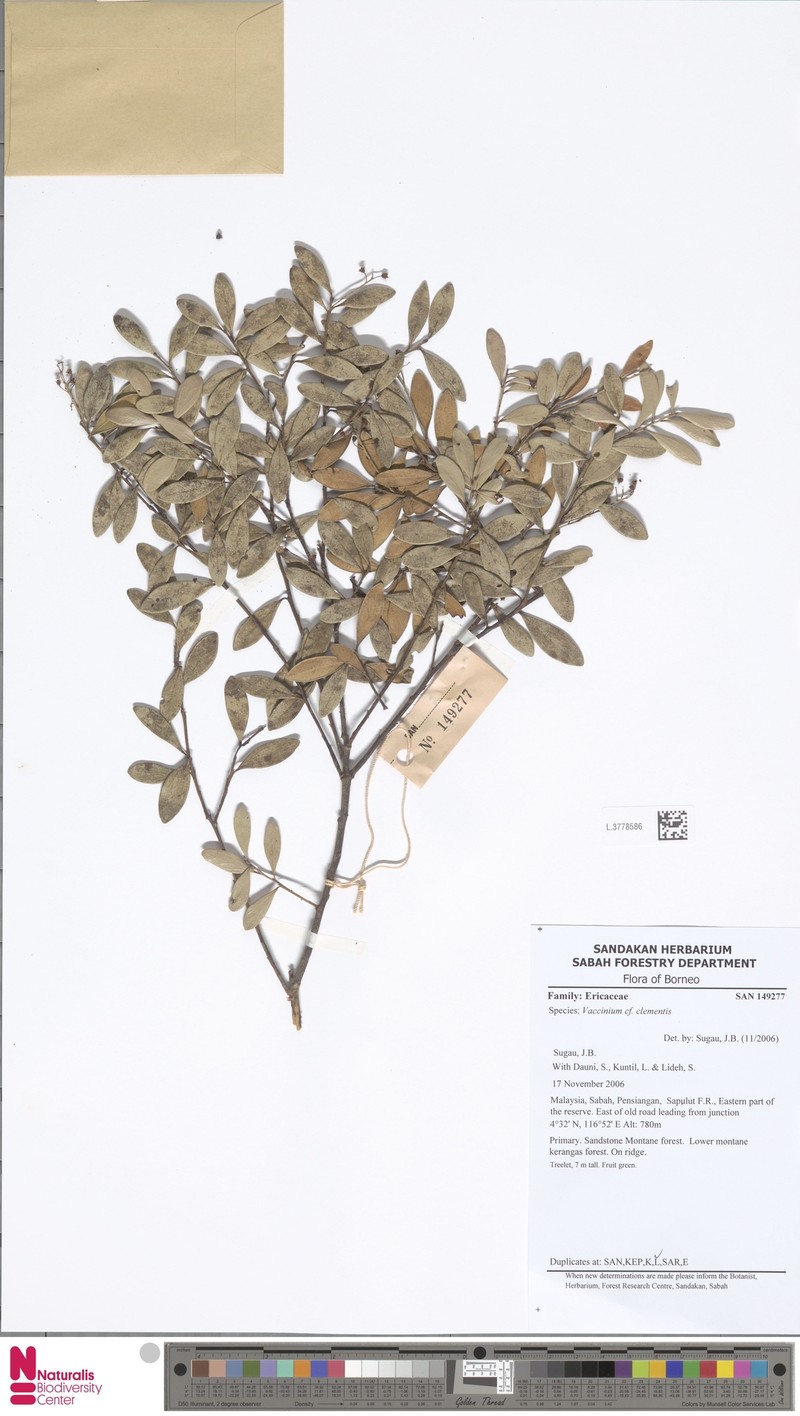 Vaccinium clementis photo 6