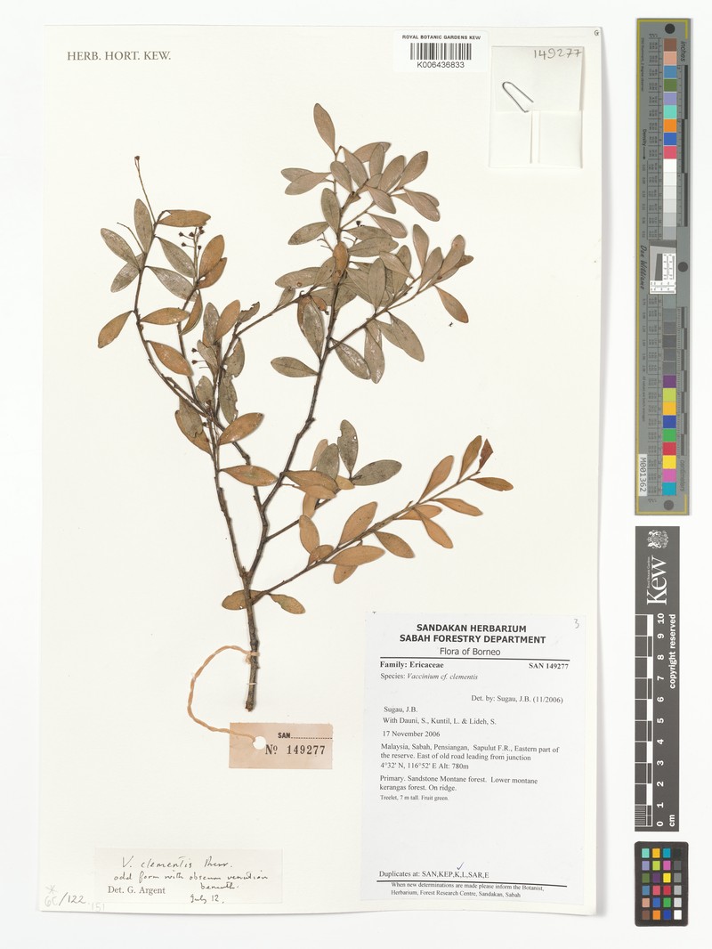 Vaccinium clementis photo 7