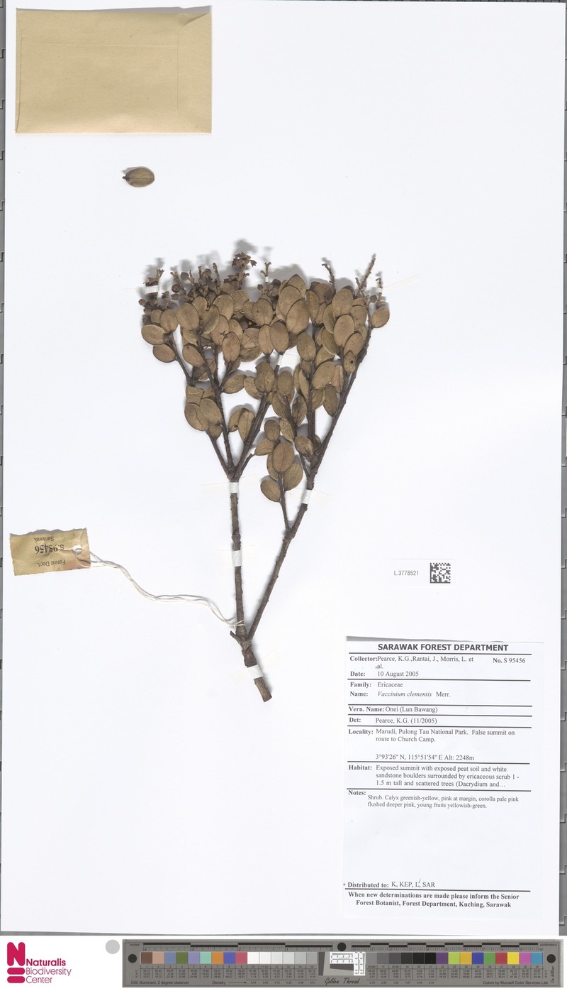 Vaccinium clementis photo 8