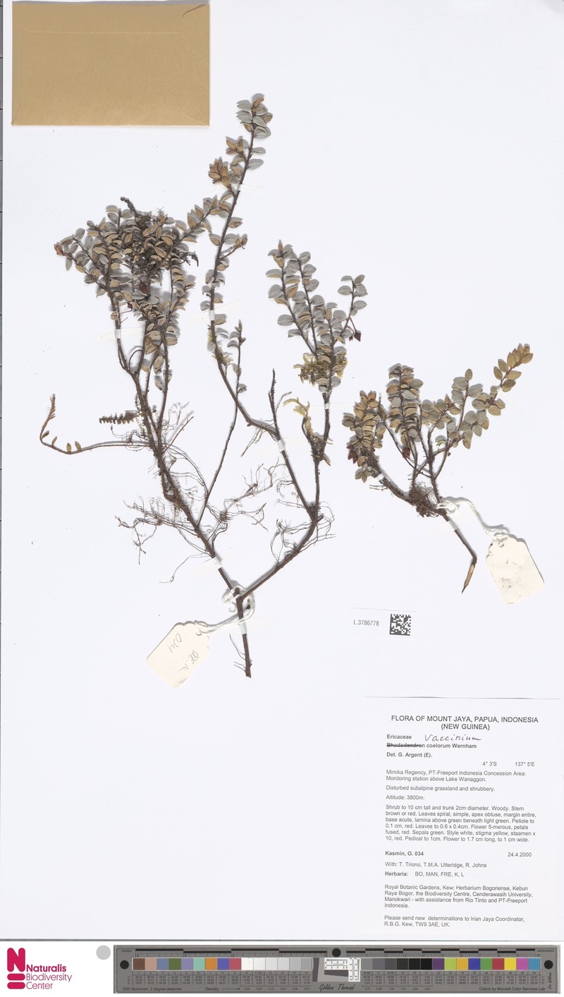 Vaccinium coelorum