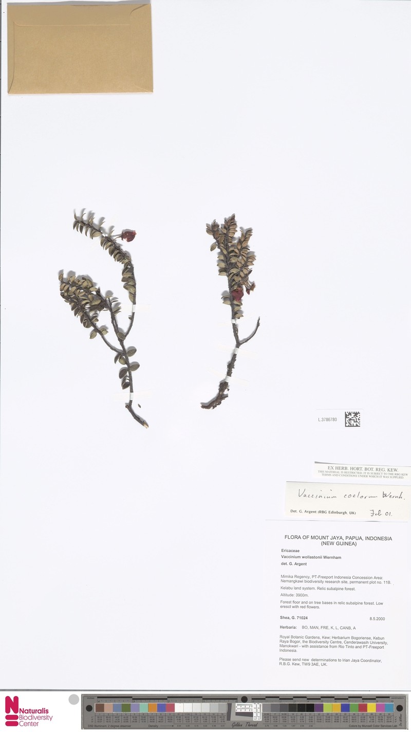 Vaccinium coelorum photo 2