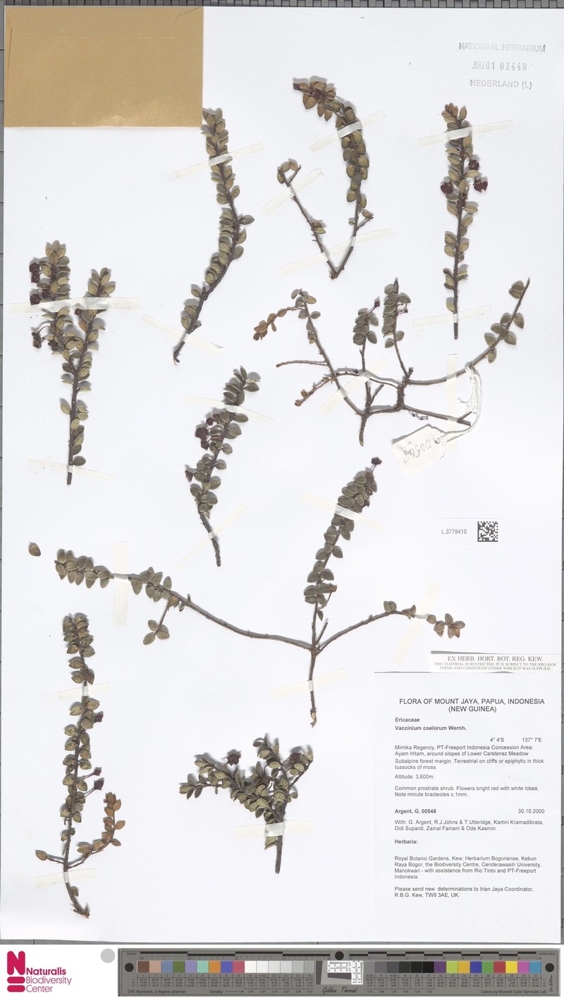 Vaccinium coelorum photo 3