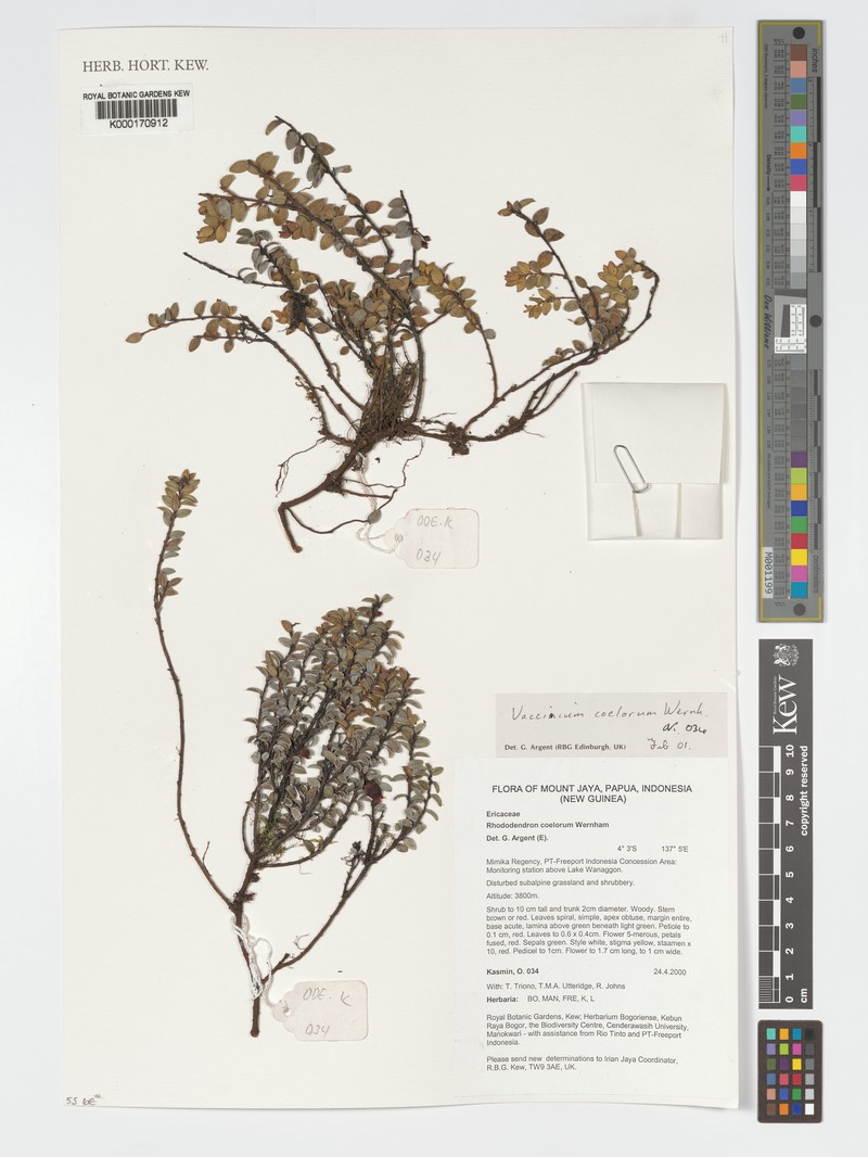 Vaccinium coelorum photo 4
