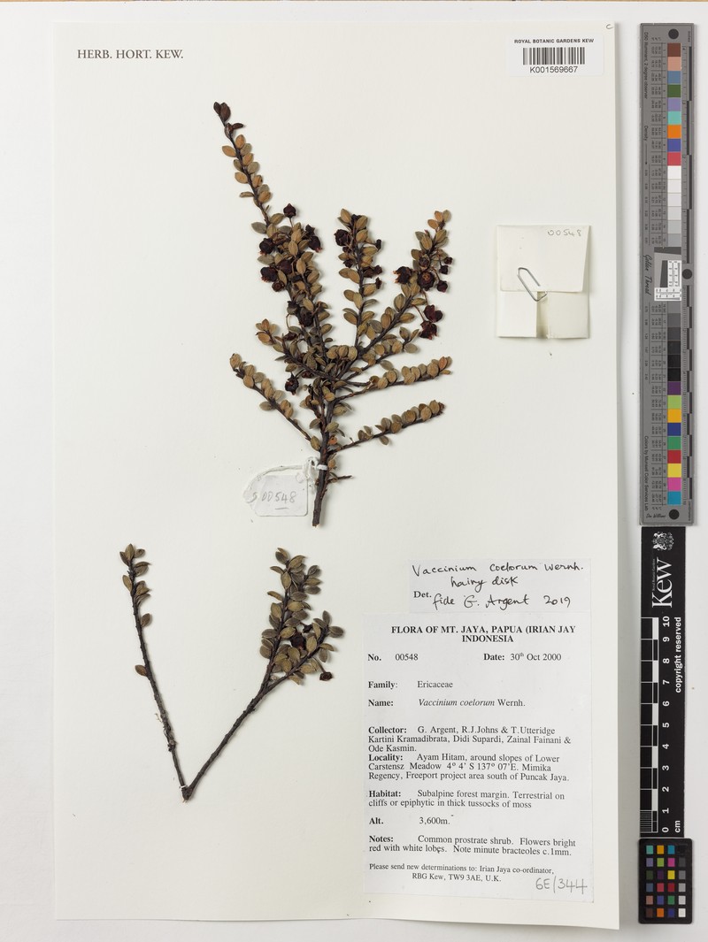 Vaccinium coelorum photo 5