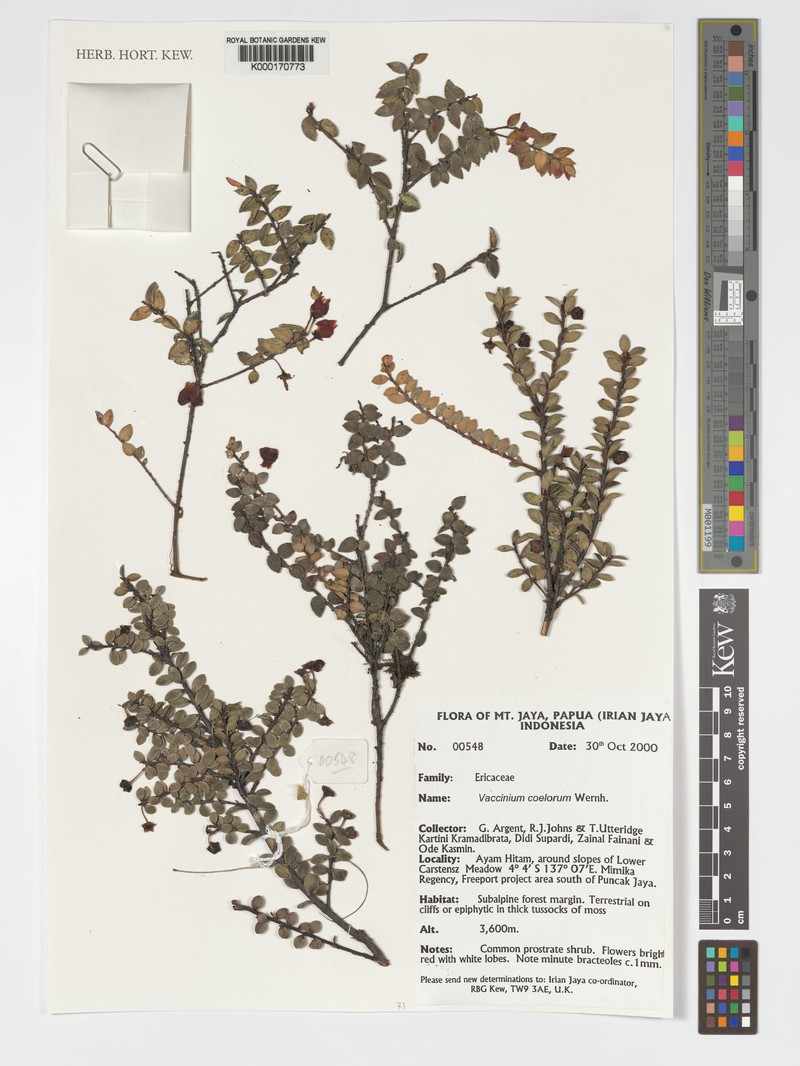 Vaccinium coelorum photo 6