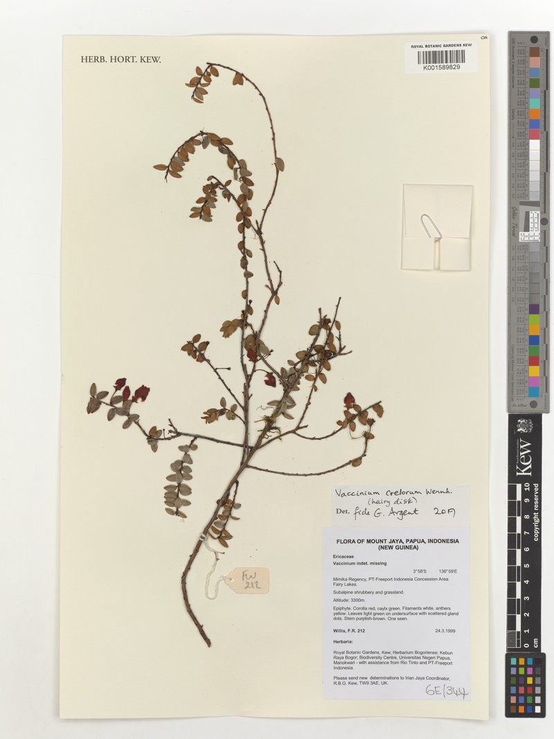 Vaccinium coelorum photo 7