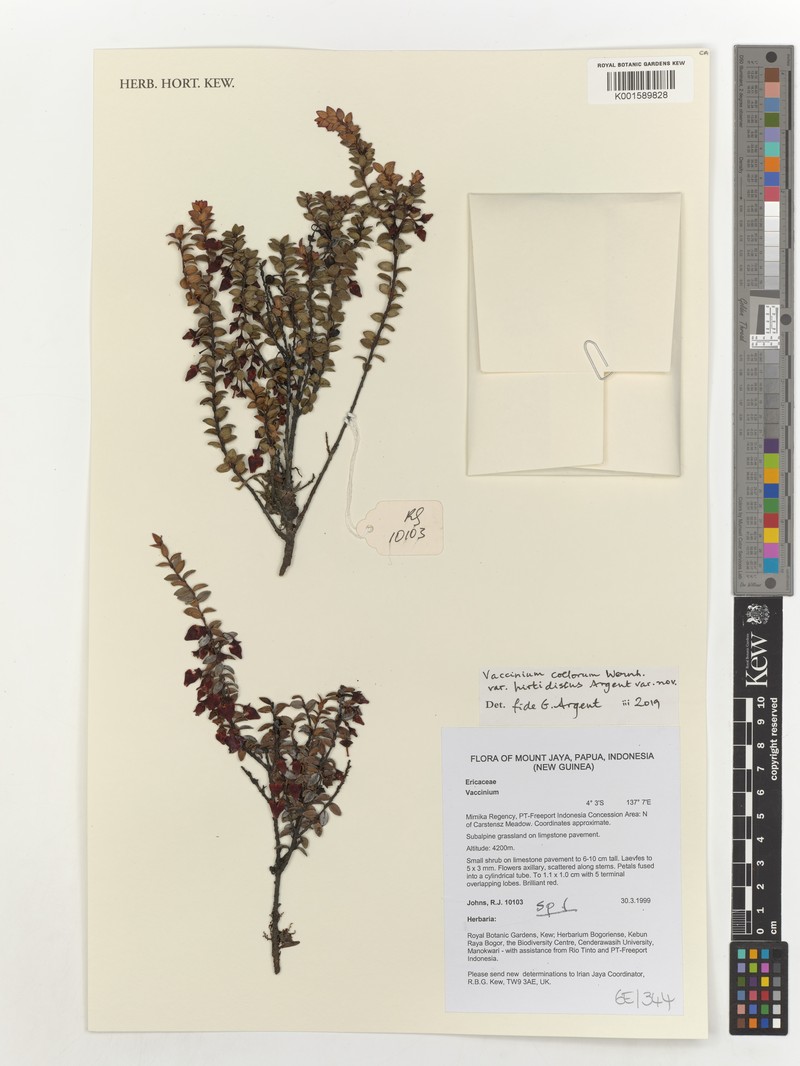 Vaccinium coelorum photo 8