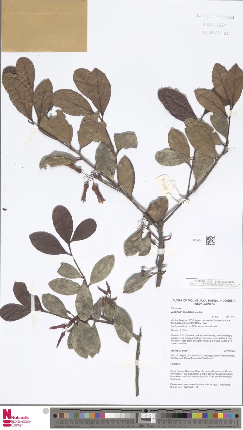 Vaccinium commutatum