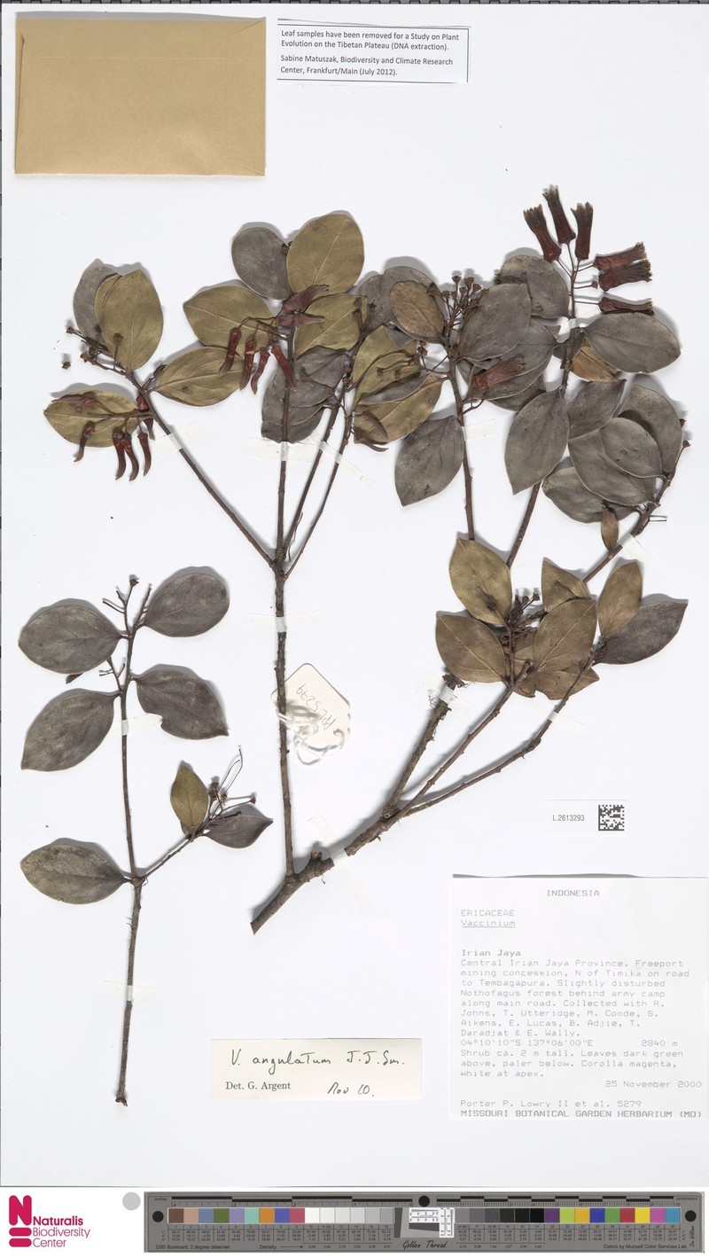 Vaccinium commutatum photo 2