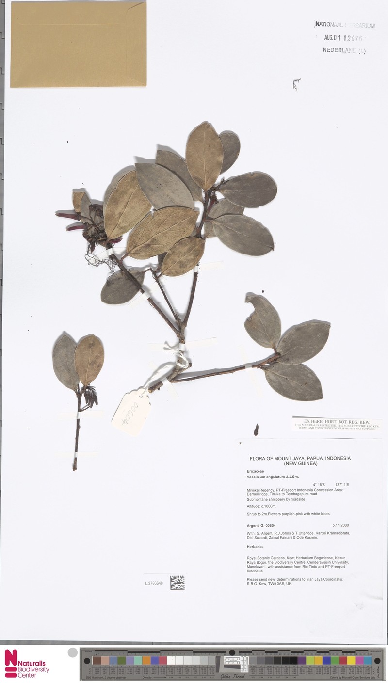 Vaccinium commutatum photo 3