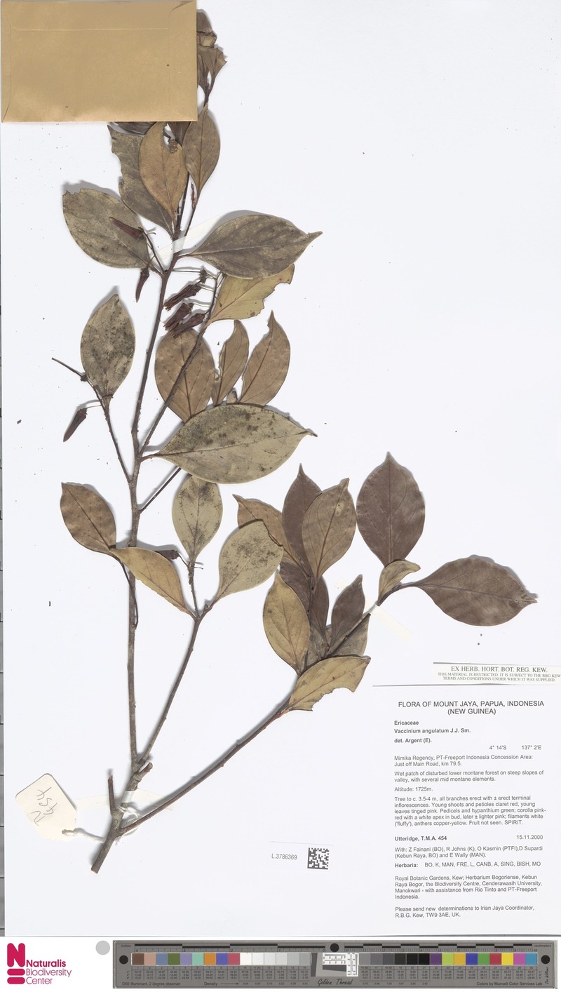 Vaccinium commutatum photo 4