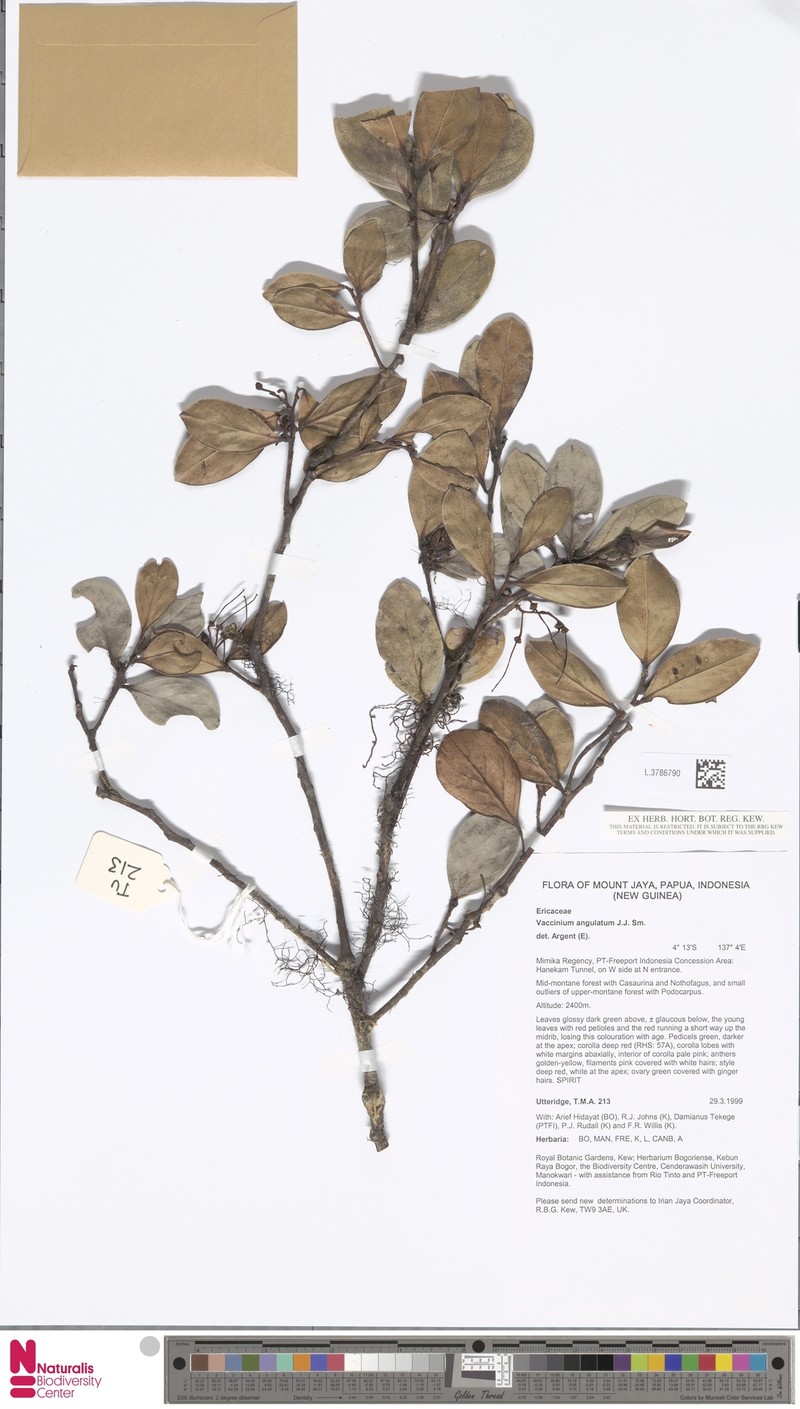 Vaccinium commutatum photo 5