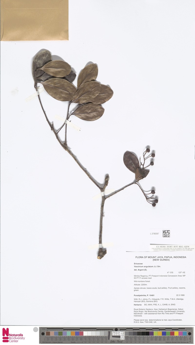 Vaccinium commutatum photo 6