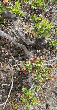 Vaccinium confertum