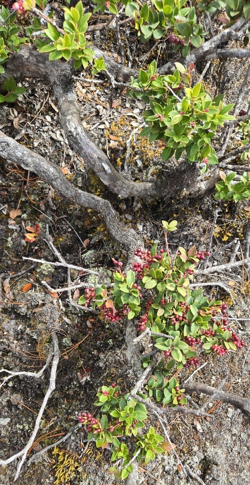 Vaccinium confertum