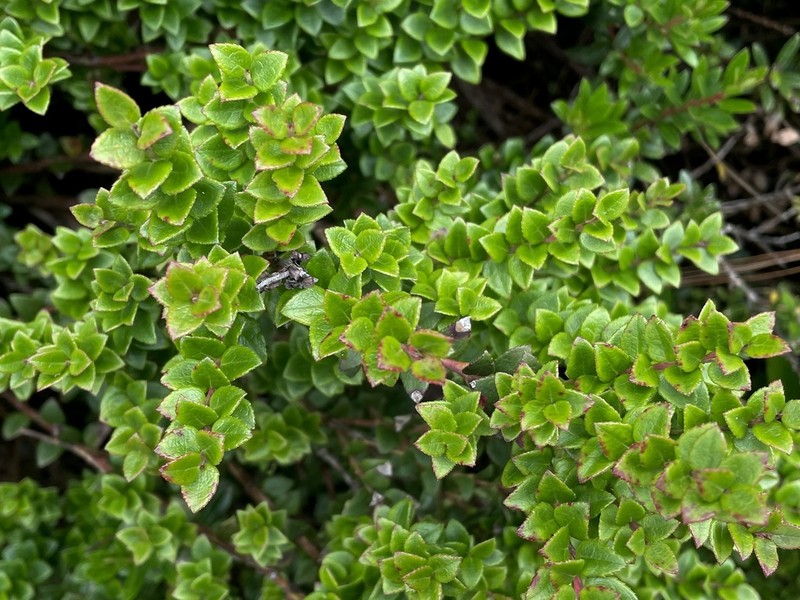 Vaccinium confertum photo 2