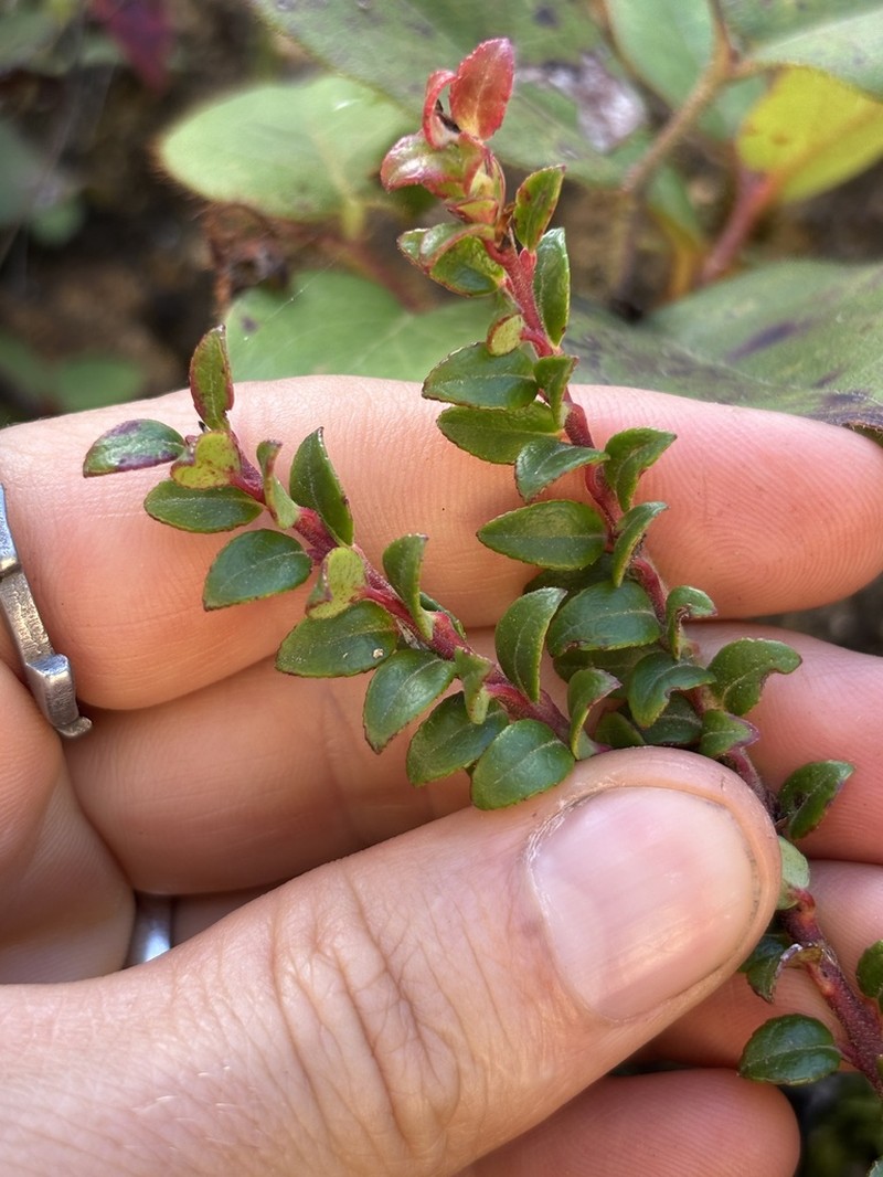 Vaccinium confertum photo 3