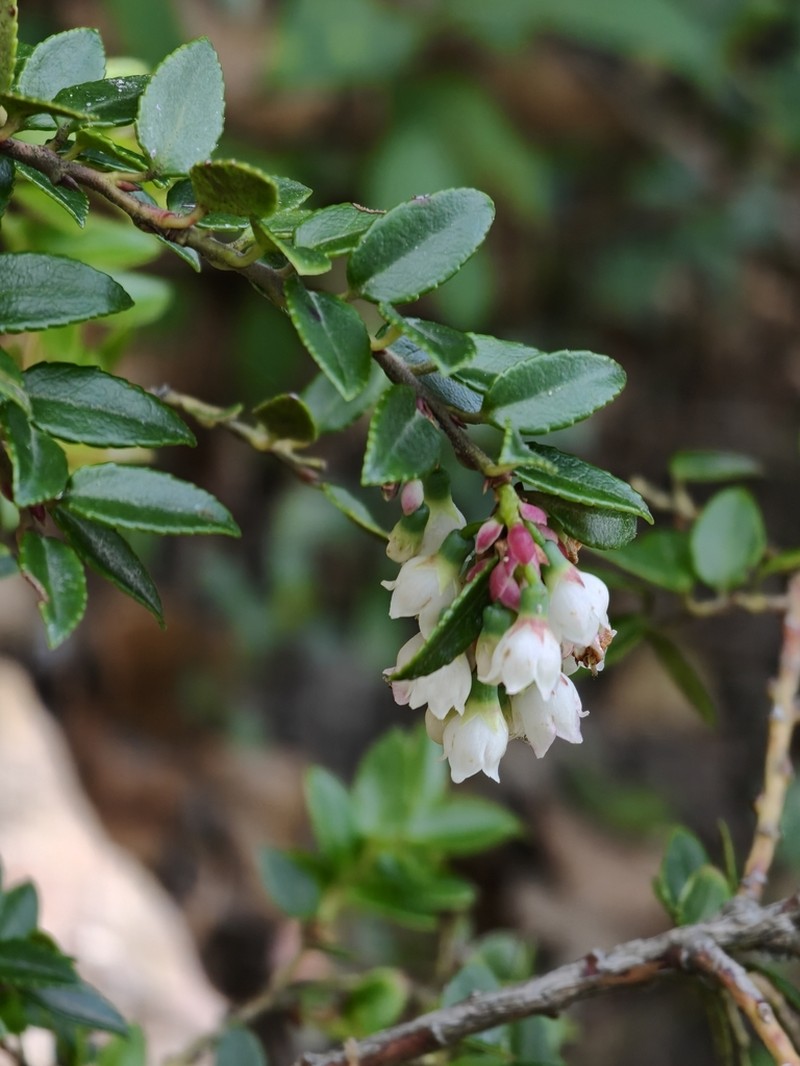 Vaccinium confertum photo 4