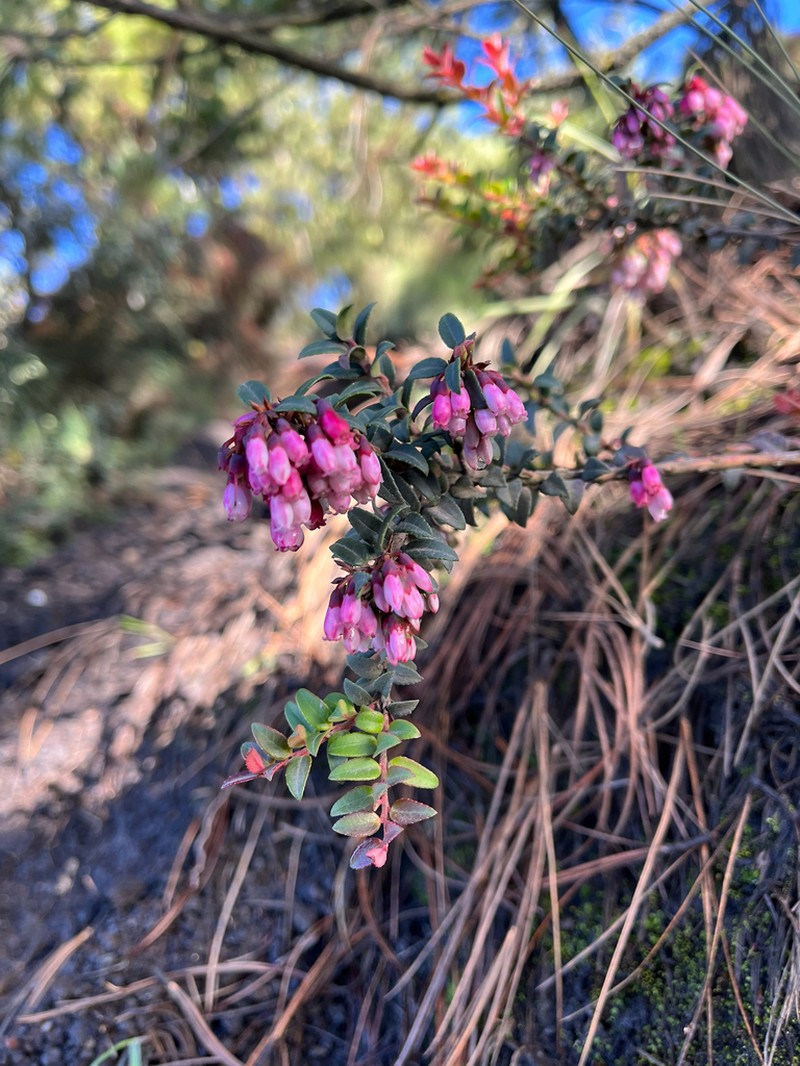 Vaccinium confertum photo 5