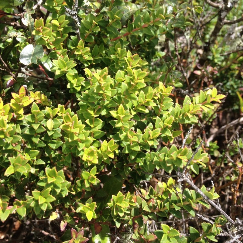 Vaccinium confertum photo 6