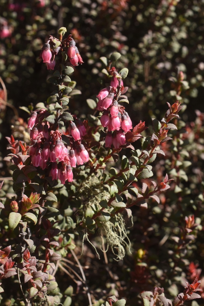 Vaccinium confertum photo 7