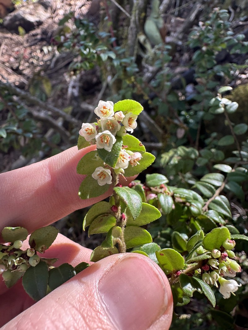 Vaccinium confertum photo 8