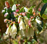 Vaccinium consanguineum