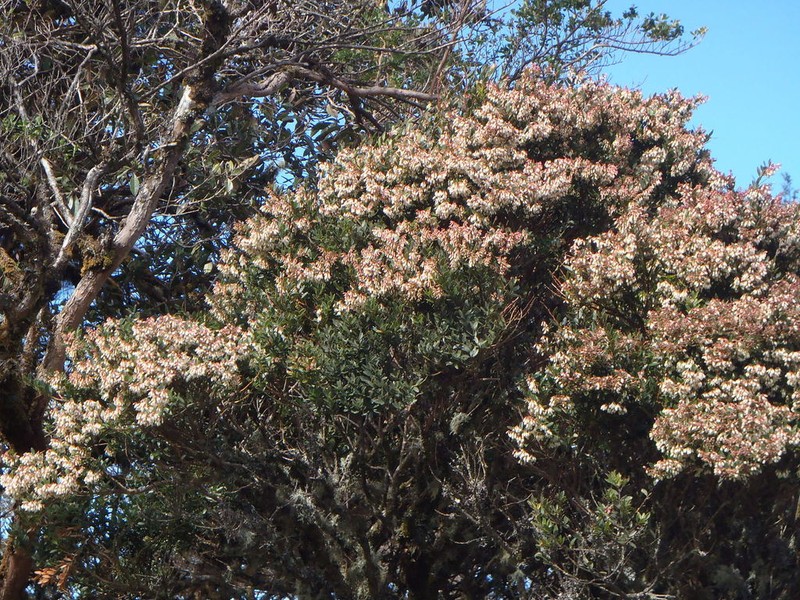 Vaccinium consanguineum photo 2