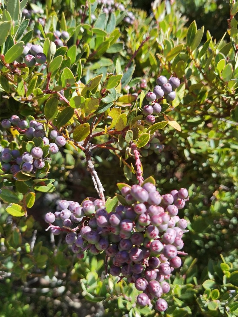 Vaccinium consanguineum photo 3