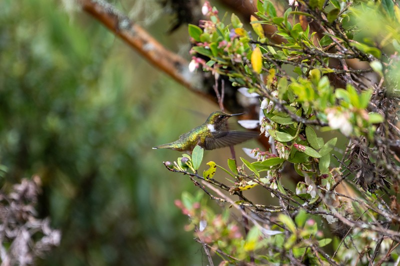 Vaccinium consanguineum photo 4