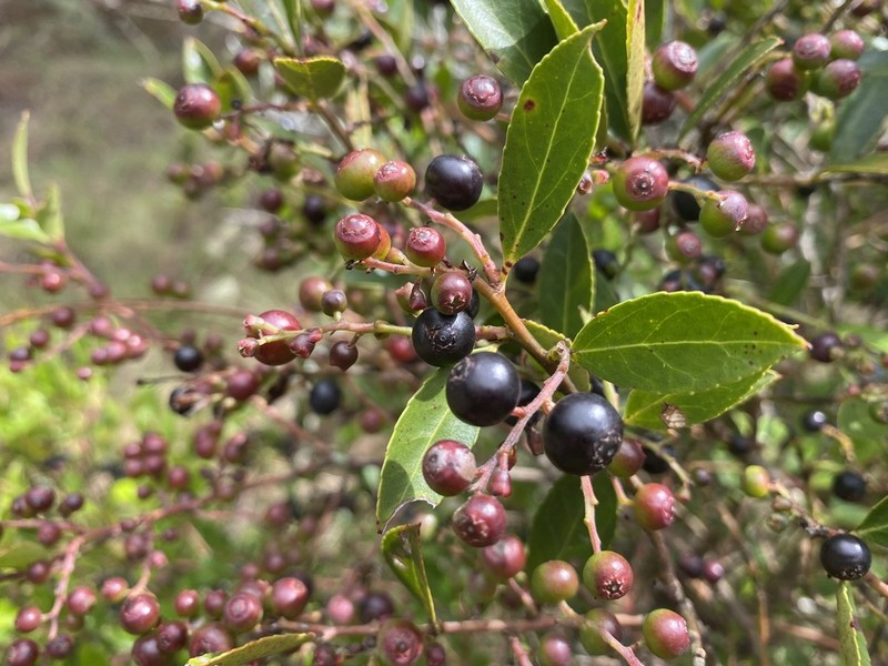 Vaccinium consanguineum photo 5