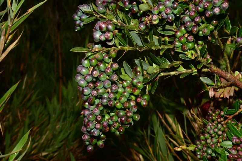 Vaccinium consanguineum photo 6