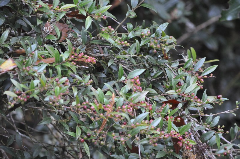 Vaccinium consanguineum photo 7