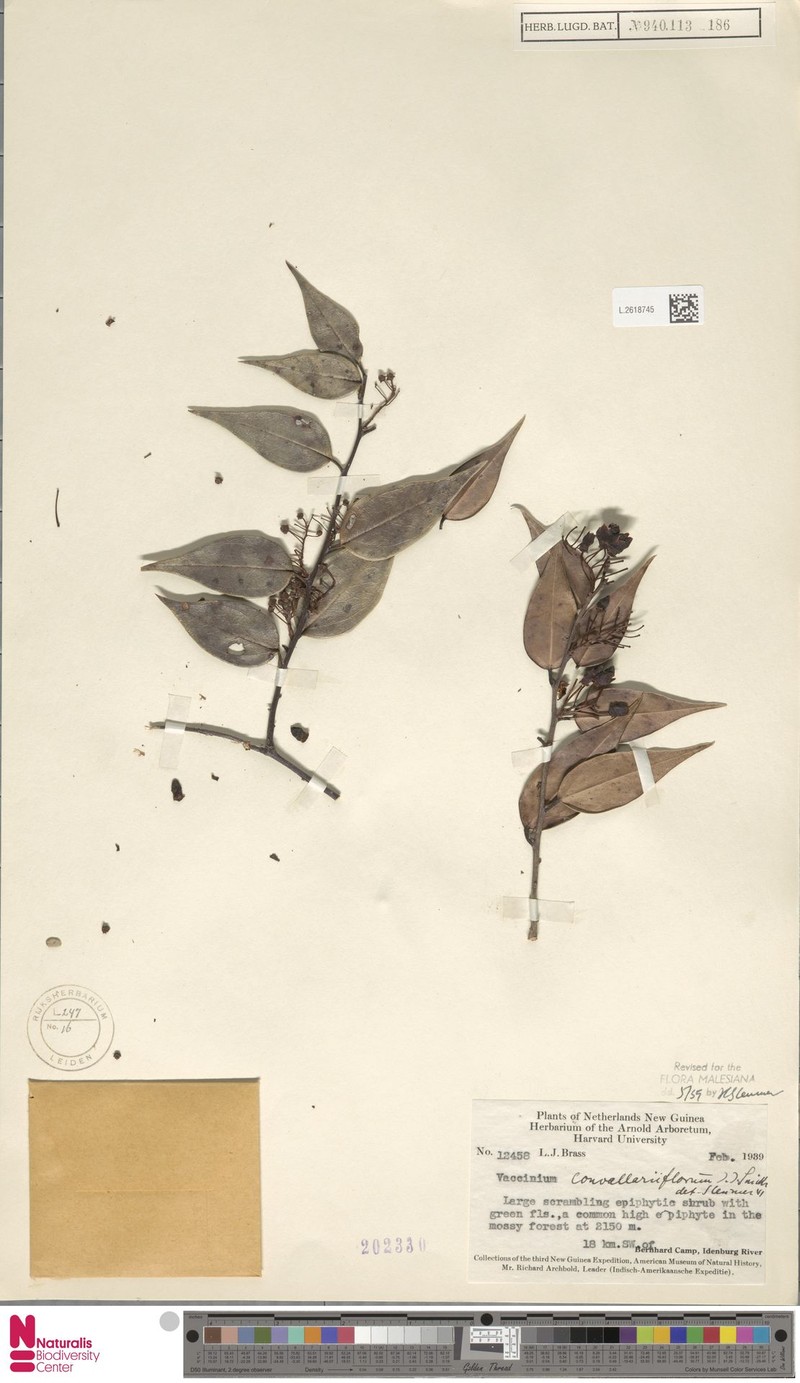 Vaccinium convallariiflorum
