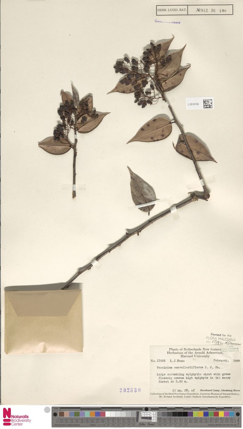 Vaccinium convallariiflorum photo 2