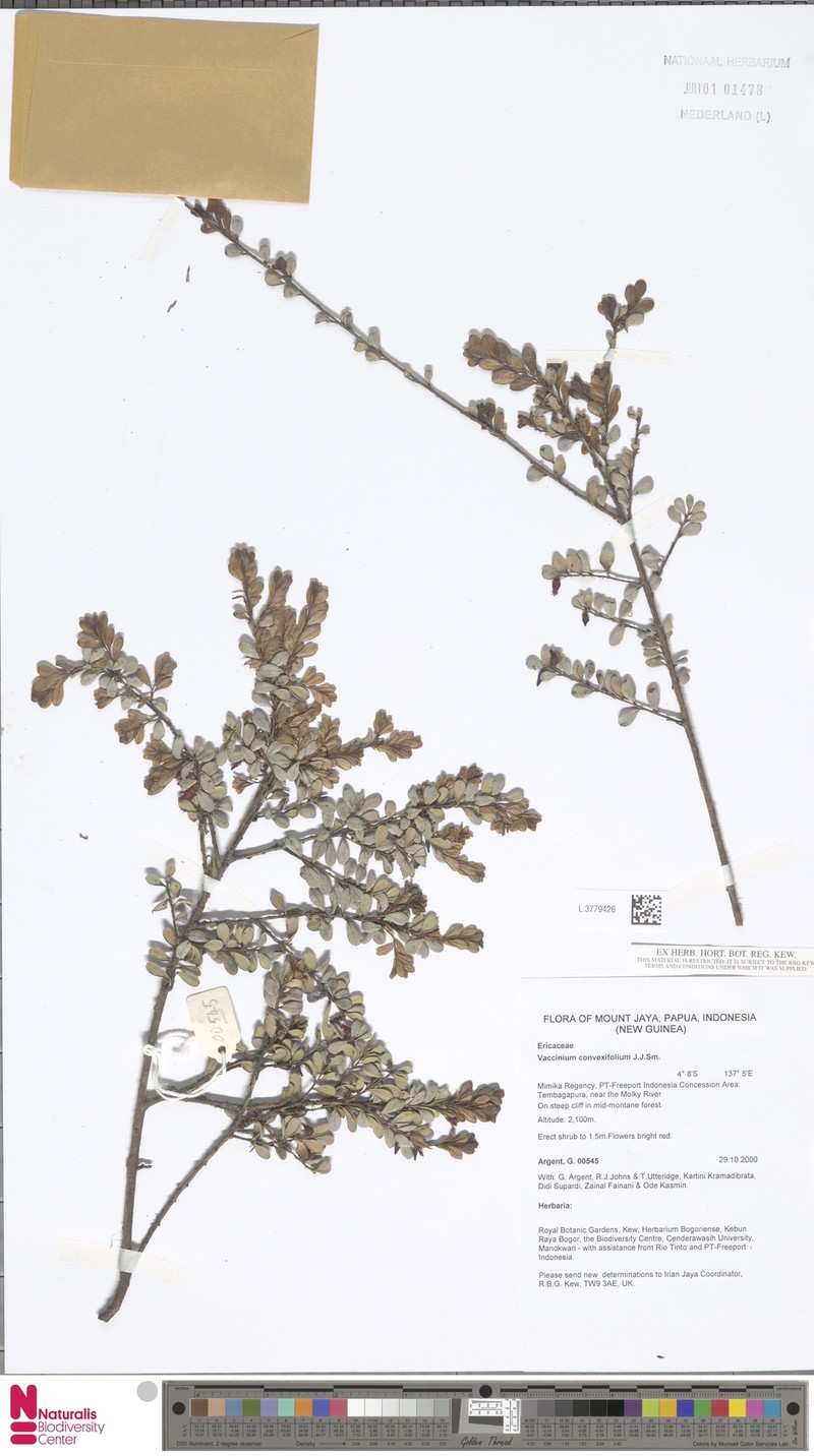 Vaccinium convexifolium