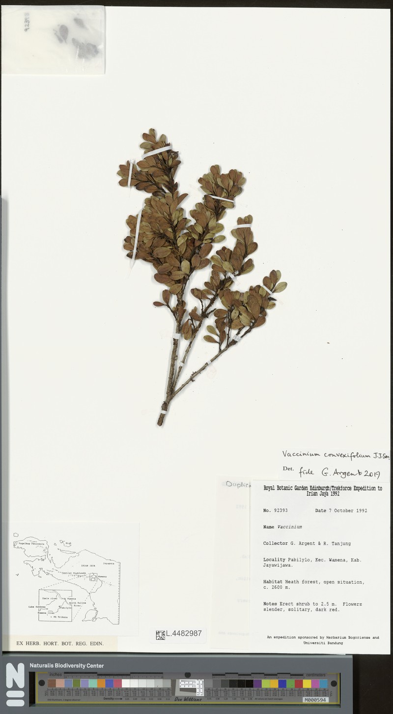 Vaccinium convexifolium photo 2