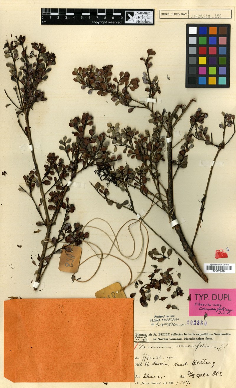 Vaccinium convexifolium photo 3