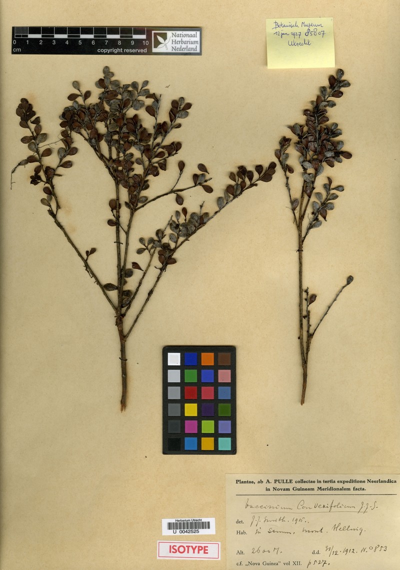 Vaccinium convexifolium photo 4