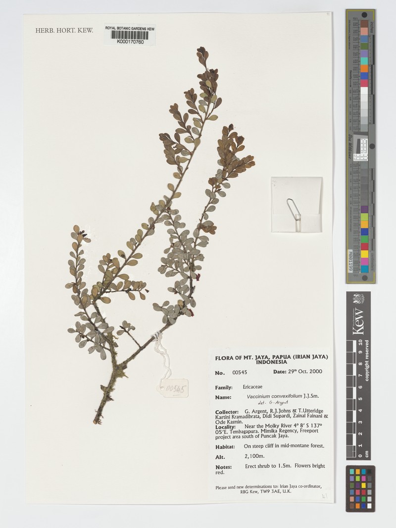 Vaccinium convexifolium photo 5