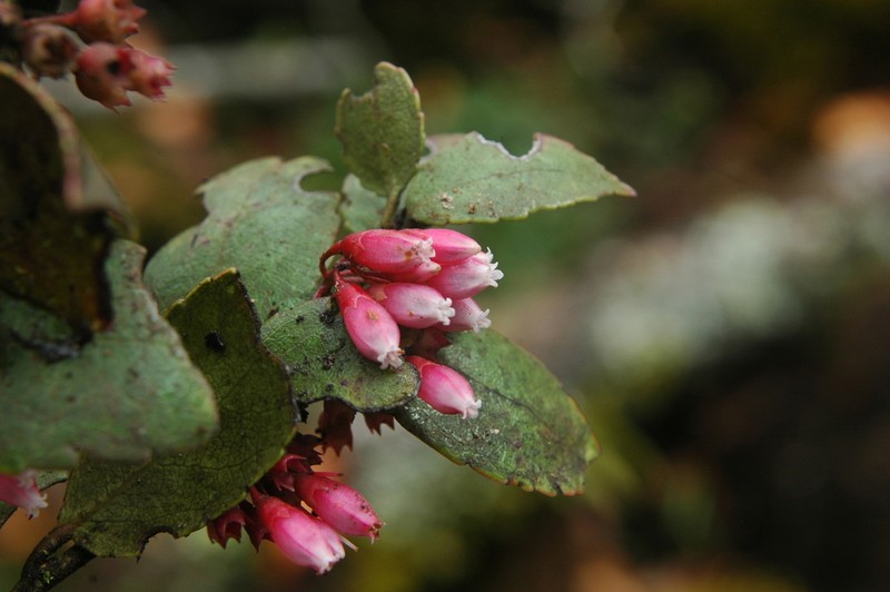 Vaccinium cordifolium