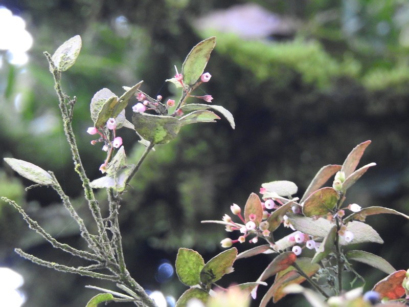 Vaccinium cordifolium photo 3