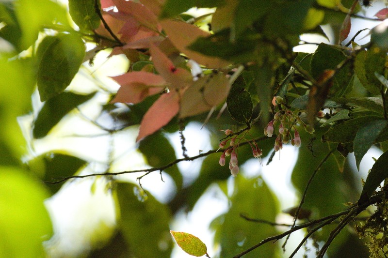 Vaccinium cordifolium photo 4