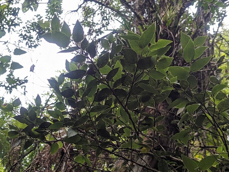 Vaccinium cordifolium photo 5