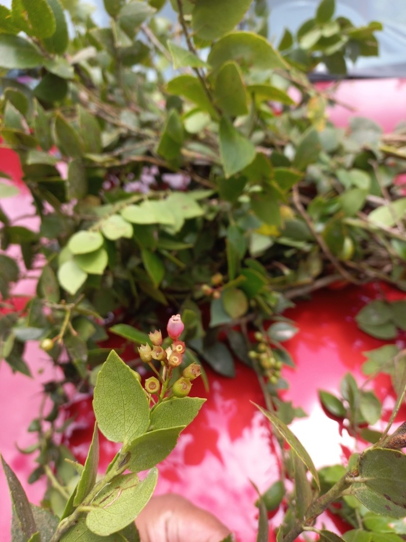 Vaccinium cordifolium photo 6