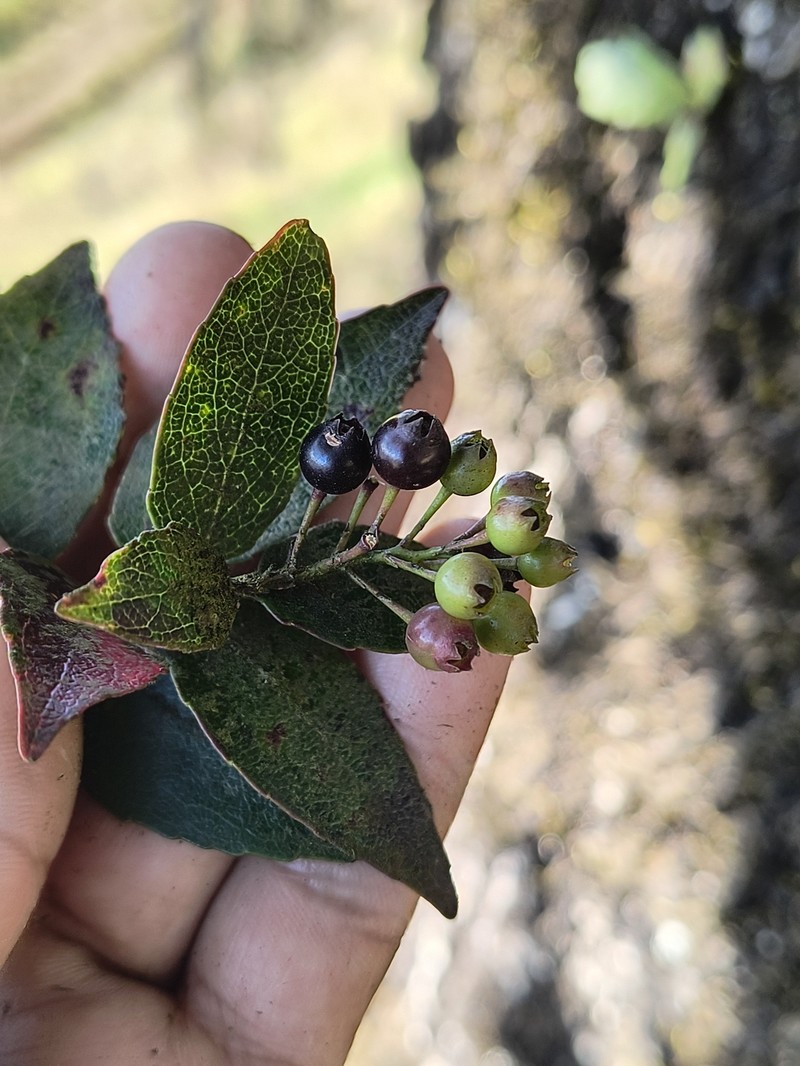 Vaccinium cordifolium photo 7