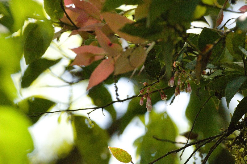 Vaccinium cordifolium photo 8