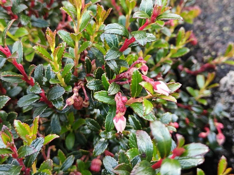 Vaccinium coriaceum photo 3