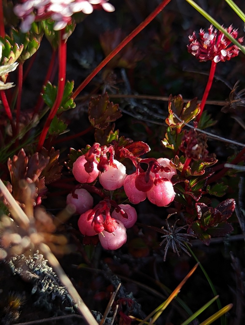 Vaccinium coriaceum photo 5