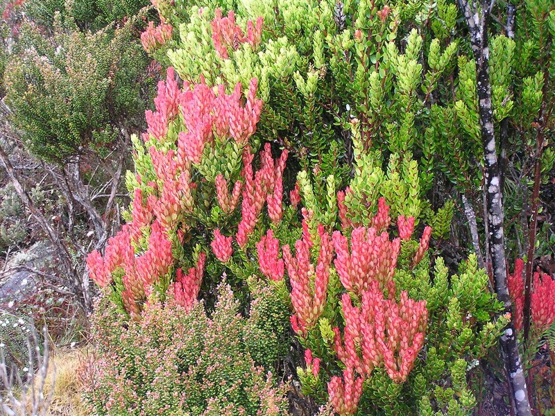 Vaccinium coriaceum photo 6